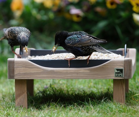RSPB ground bird feeding table.jpg RSPB ground bird feeding table.jpg